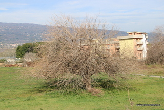 Gelso della Casa Rossa